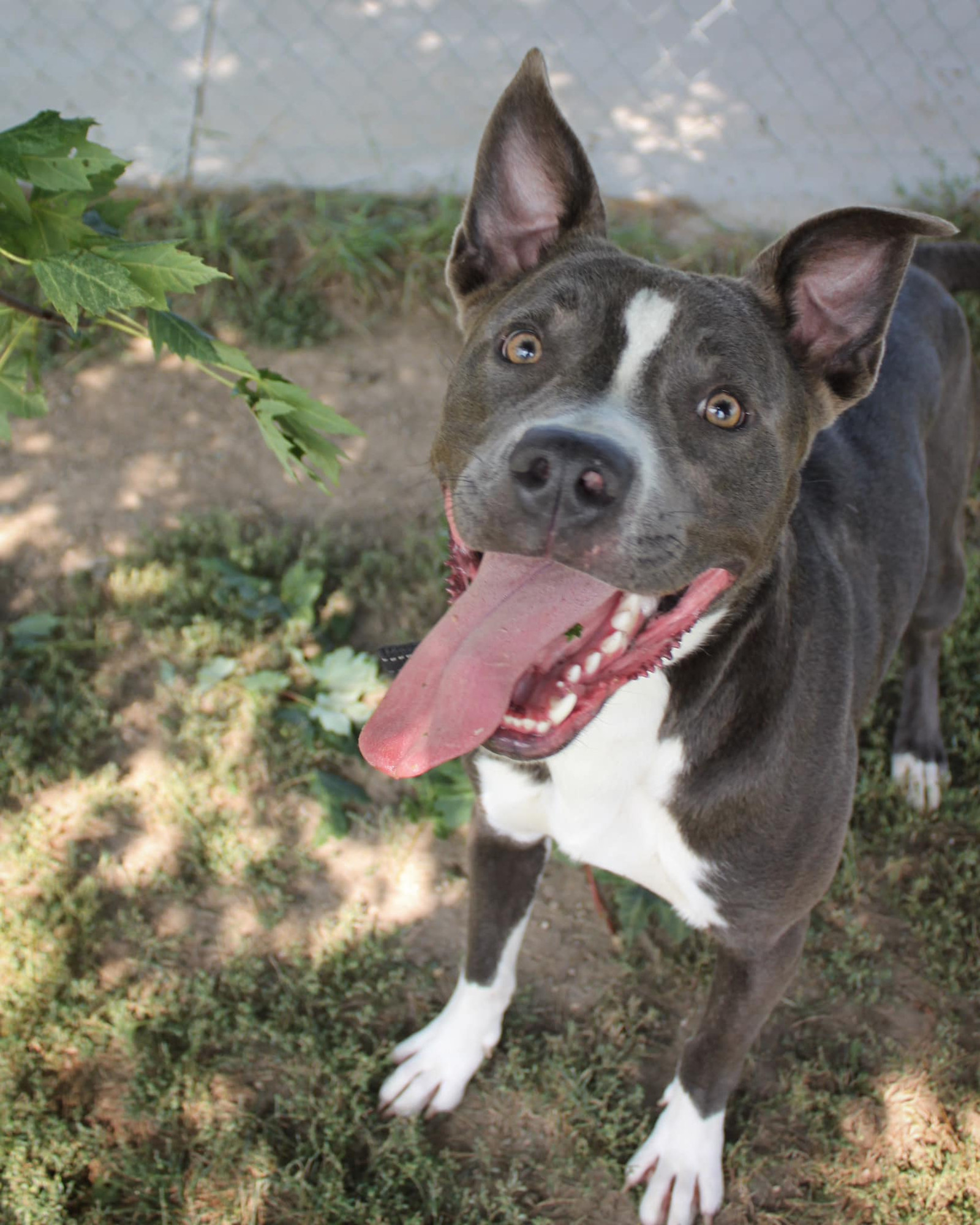 Rowen (long-term resident/sponsored fee), an adoptable Pit Bull Terrier, German Shepherd Dog in Austin, MN, 55912 | Photo Image 2