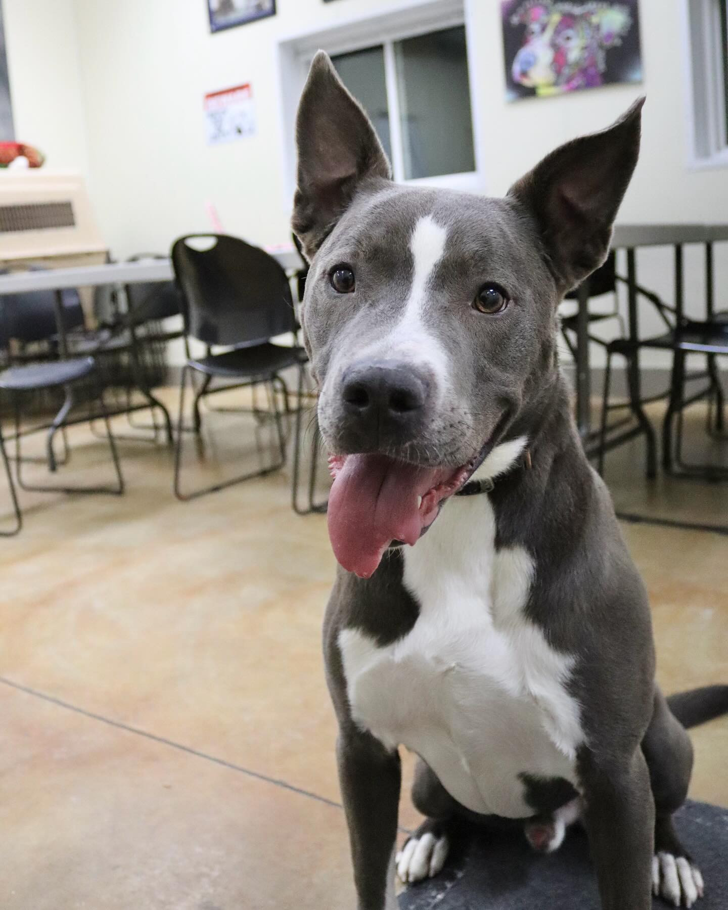 Rowen (long-term resident/sponsored fee), an adoptable Pit Bull Terrier, German Shepherd Dog in Austin, MN, 55912 | Photo Image 2