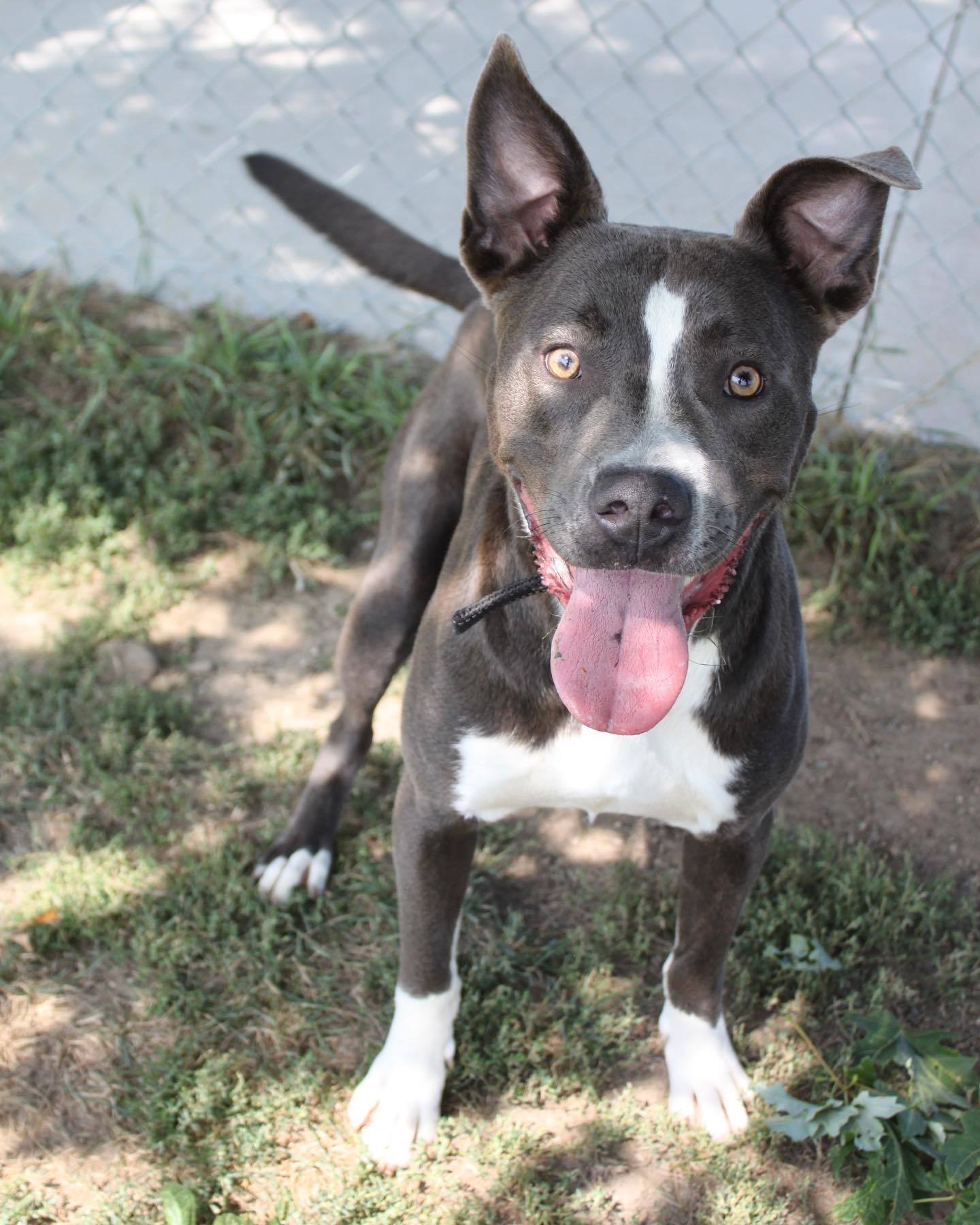 Rowen (long-term resident/sponsored fee), an adoptable Pit Bull Terrier, German Shepherd Dog in Austin, MN, 55912 | Photo Image 3