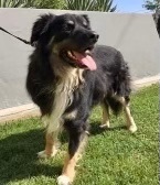 COURTESY POSTING 4 years Tri-color Australian Shepherd mix Meet Sidney He is a bright 4 year old 