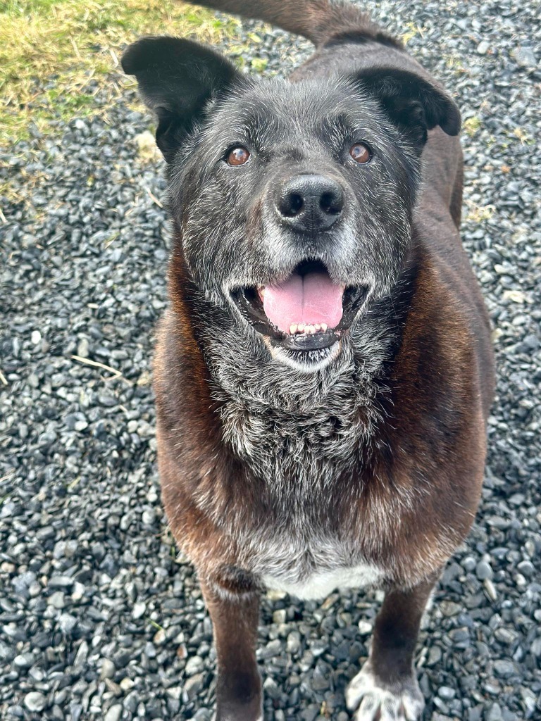 Ace, an adoptable Husky, Labrador Retriever in Kodiak, AK, 99615 | Photo Image 1