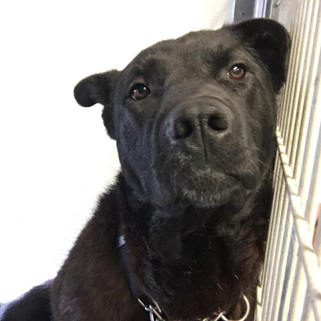 Ace, an adoptable Husky, Labrador Retriever in Kodiak, AK, 99615 | Photo Image 2