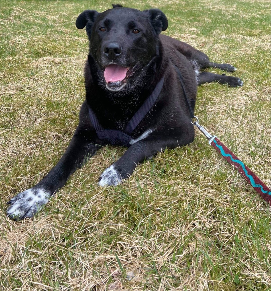 Ace, an adoptable Husky, Labrador Retriever in Kodiak, AK, 99615 | Photo Image 3