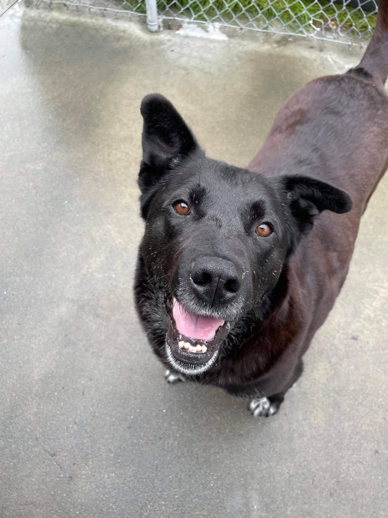 Ace, an adoptable Husky, Labrador Retriever in Kodiak, AK, 99615 | Photo Image 4