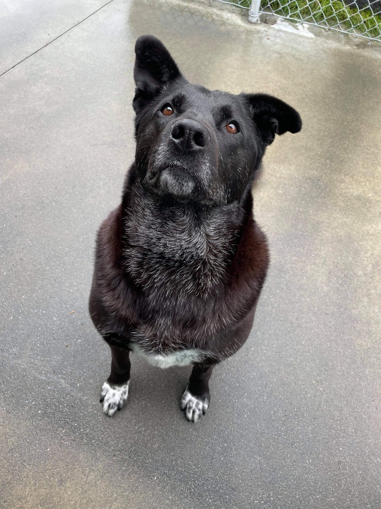 Ace, an adoptable Husky, Labrador Retriever in Kodiak, AK, 99615 | Photo Image 5