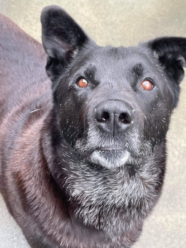 Ace, an adoptable Husky, Labrador Retriever in Kodiak, AK, 99615 | Photo Image 6