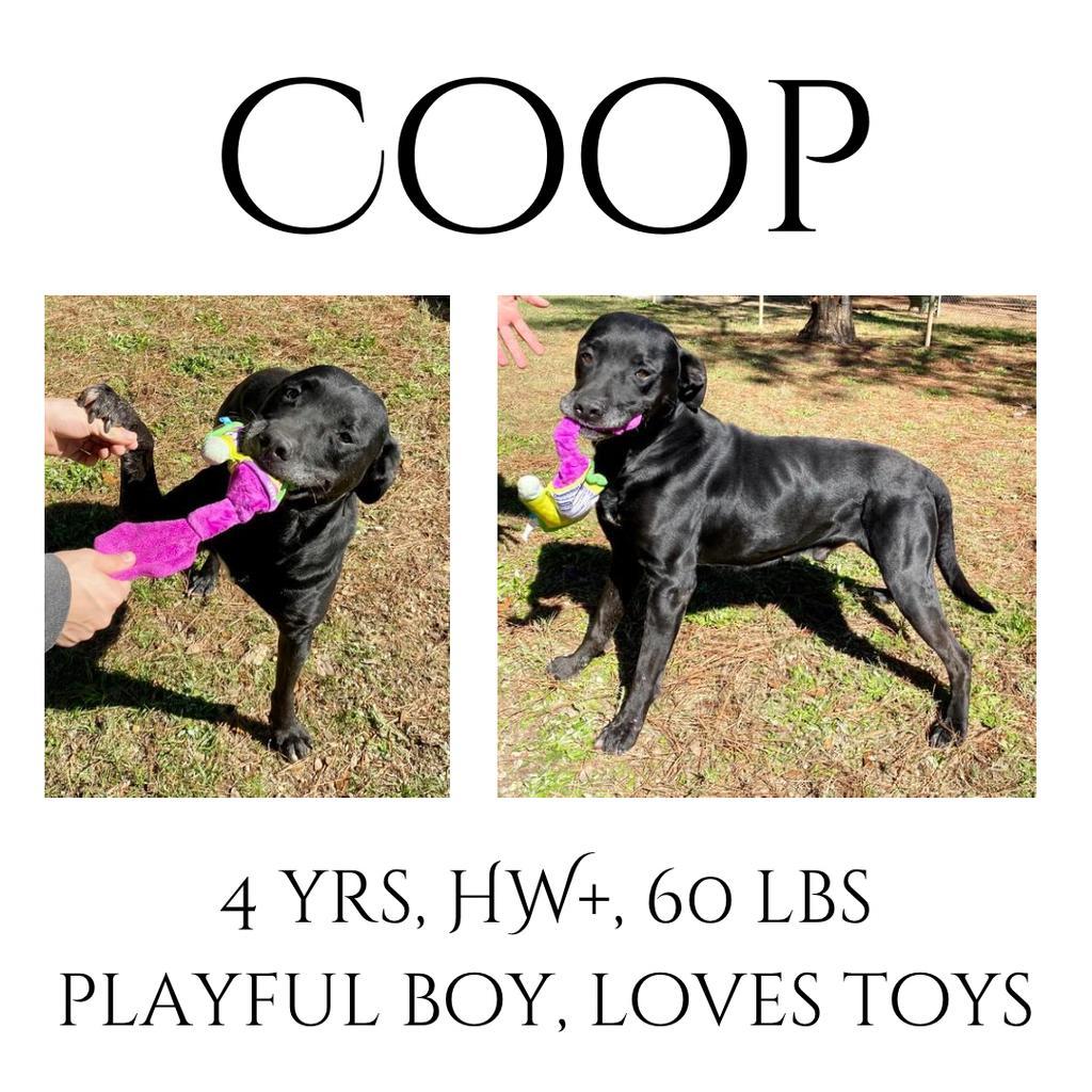 Coop