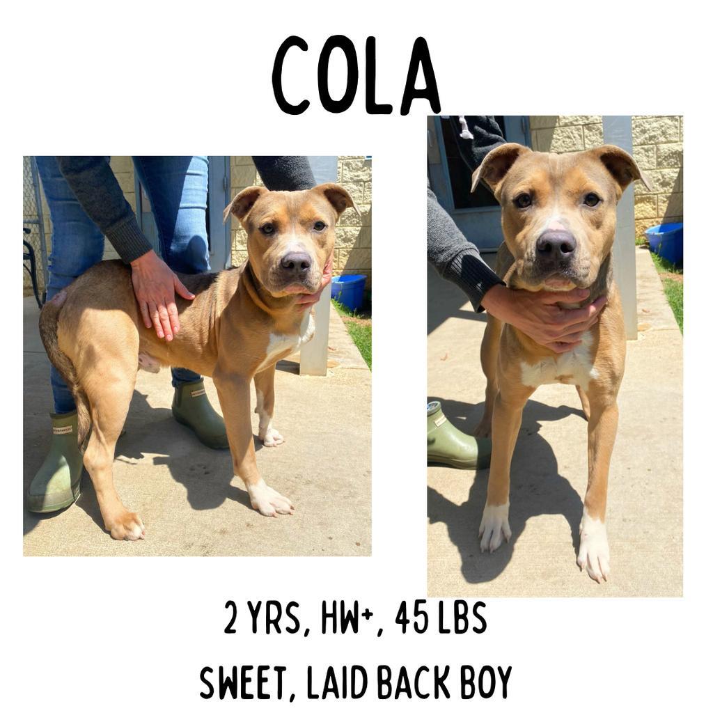 Cola