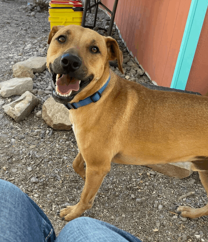 Red, an adopted Labrador Retriever & Boxer Mix in Williamsburg, NM_image-1