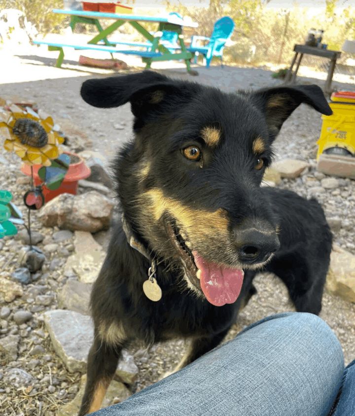 Blackie, an adoptable Australian Shepherd & Wirehaired Terrier Mix in Williamsburg, NM_image-2
