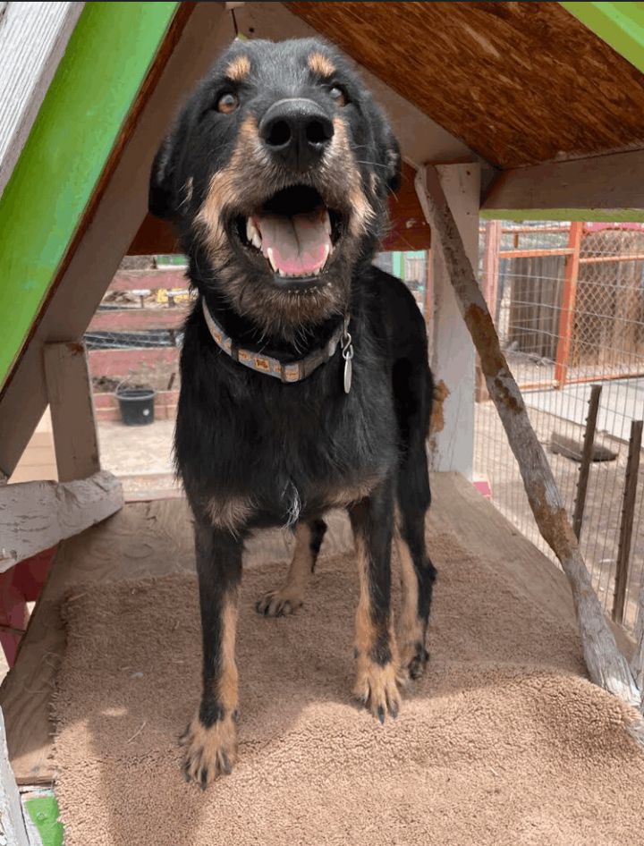 Blackie, an adopted Australian Shepherd & Wirehaired Terrier Mix in Williamsburg, NM_image-5