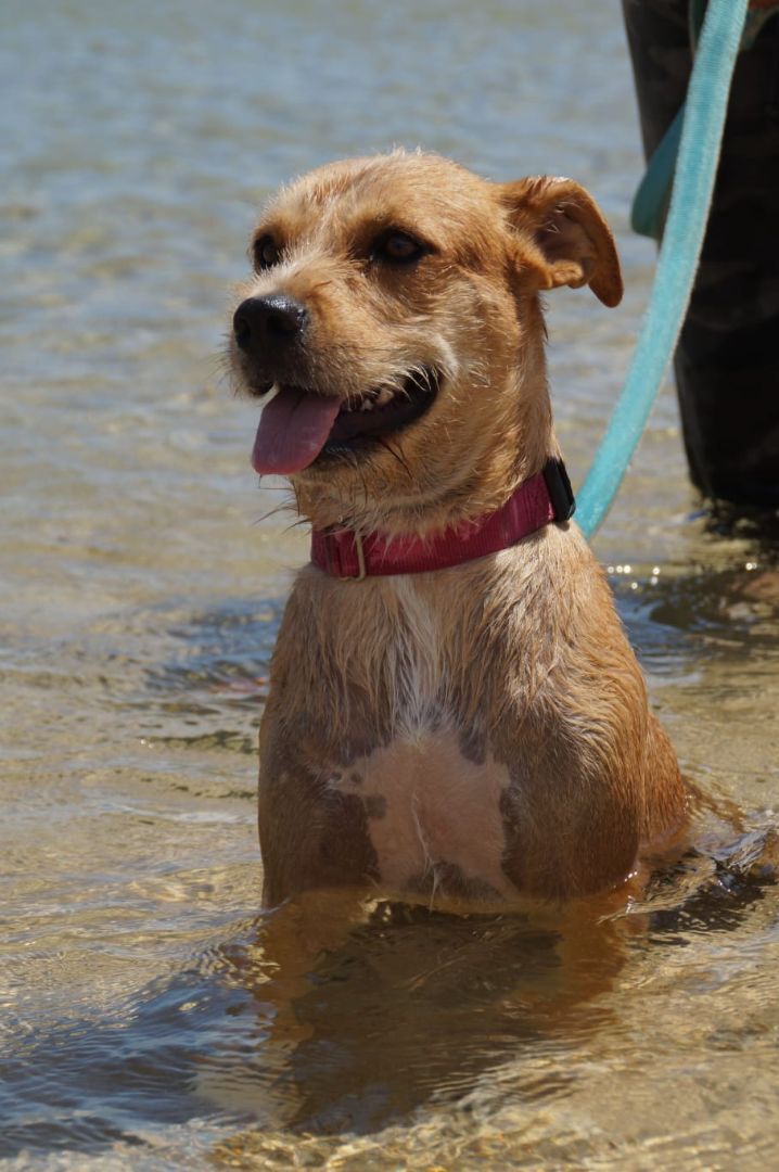 Lana , an adoptable Terrier Mix in Loiza, PR_image-2