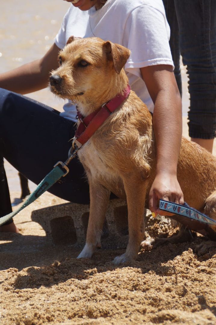 Lana , an adoptable Terrier Mix in Loiza, PR_image-1
