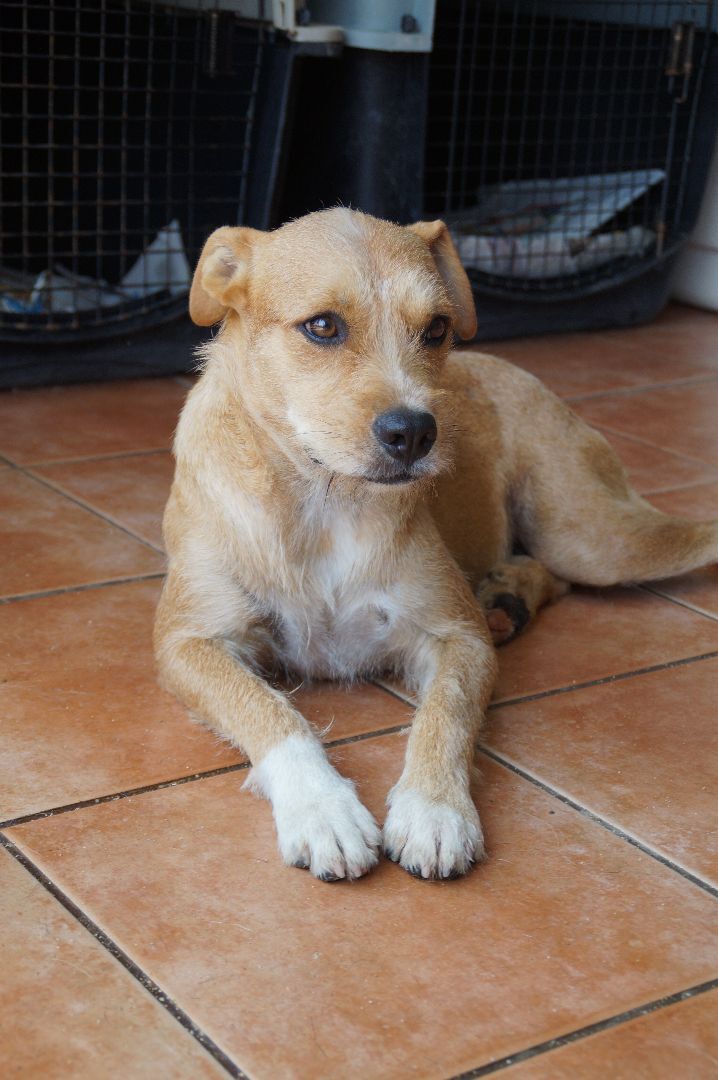 Lana , an adoptable Terrier Mix in Loiza, PR_image-1