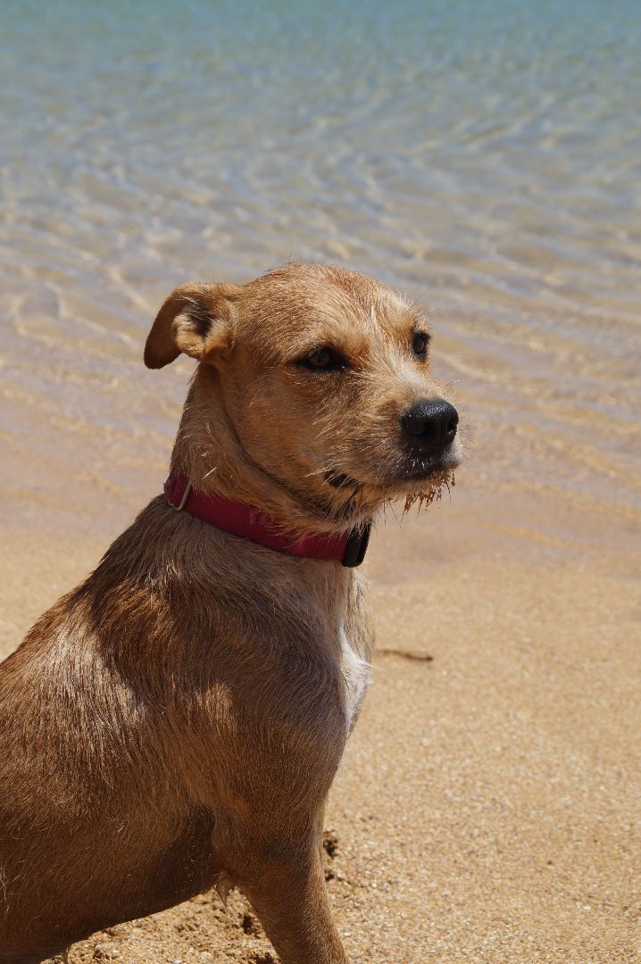 Lana , an adoptable Terrier Mix in Loiza, PR_image-4