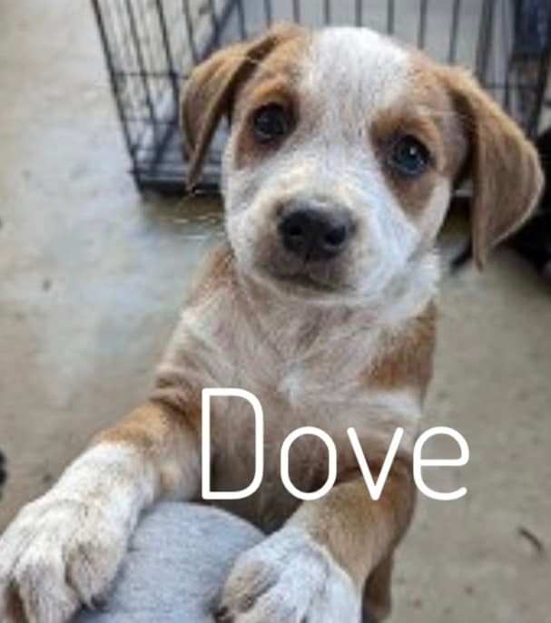 Dove, an adoptable Labrador Retriever Mix in Rockville, MD_image-1