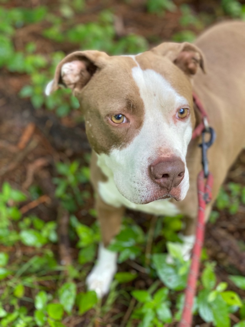 PATCH, an adoptable Staffordshire Bull Terrier, Terrier in Morris, NY, 13808 | Photo Image 1