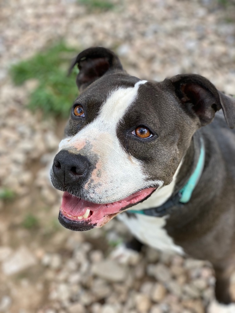 BABY, an adoptable American Staffordshire Terrier, Mixed Breed in Morris, NY, 13808 | Photo Image 1