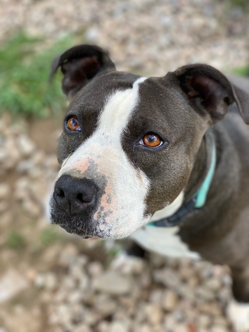 BABY, an adoptable American Staffordshire Terrier, Mixed Breed in Morris, NY, 13808 | Photo Image 2