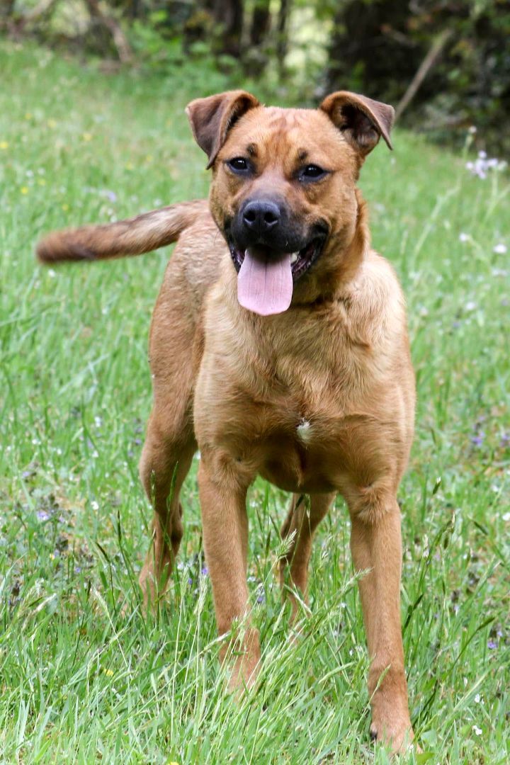 Bandit, an adoptable German Shepherd Dog, Labrador Retriever in Cashiers, NC, 28717 | Photo Image 1