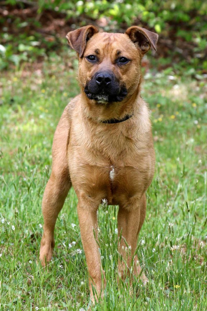 Bandit, an adoptable German Shepherd Dog, Labrador Retriever in Cashiers, NC, 28717 | Photo Image 2