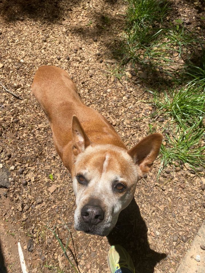 Coyote cheap boxer mix