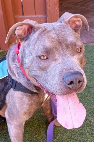 SHARKIE*, an adoptable Pit Bull Terrier, Mixed Breed in Tucson, AZ, 85745 | Photo Image 1