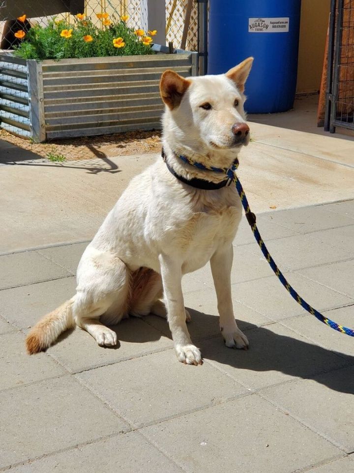 Lilac, an adoptable Jindo in Palmdale, CA_image-1