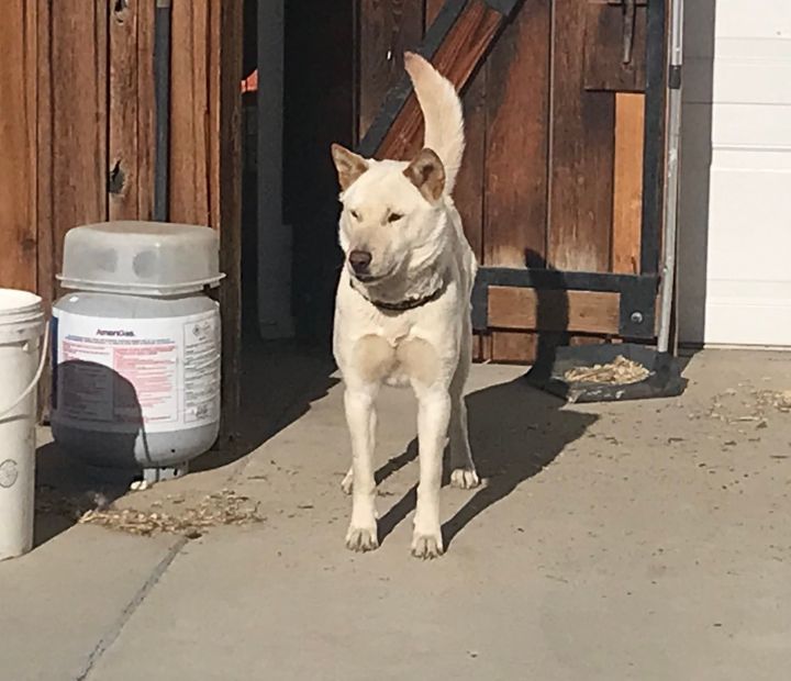 Lilac, an adoptable Jindo in Palmdale, CA_image-3