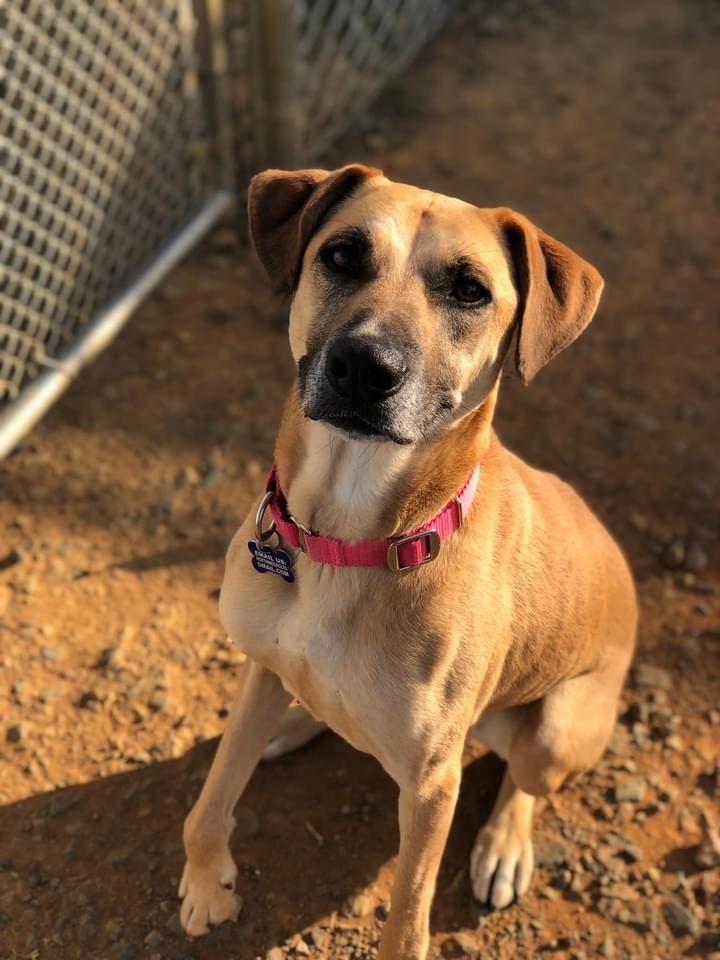 Zoey, an adoptable Retriever & Mountain Cur Mix in Charlotte, NC_image-2