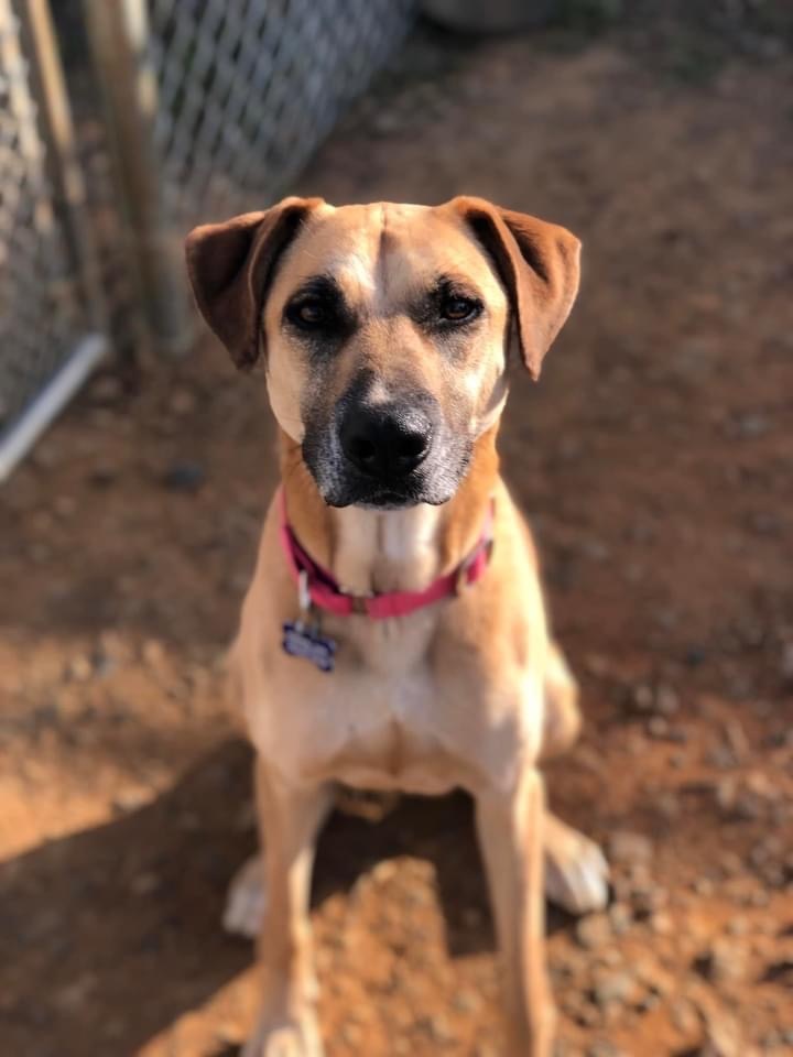 Zoey, an adoptable Retriever & Mountain Cur Mix in Charlotte, NC_image-3