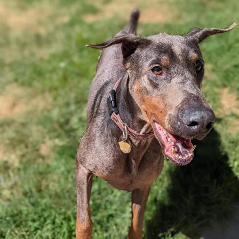 7627 King, an adoptable Doberman Pinscher in Sandown, NH, 03873 | Photo Image 1