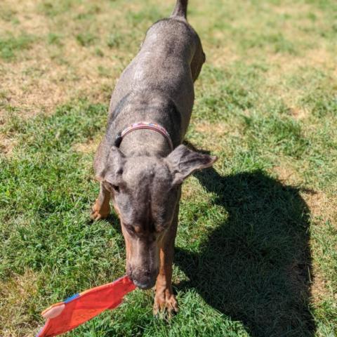 7627 King, an adoptable Doberman Pinscher in Sandown, NH, 03873 | Photo Image 2