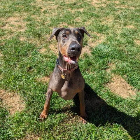 7627 King, an adoptable Doberman Pinscher in Sandown, NH, 03873 | Photo Image 2