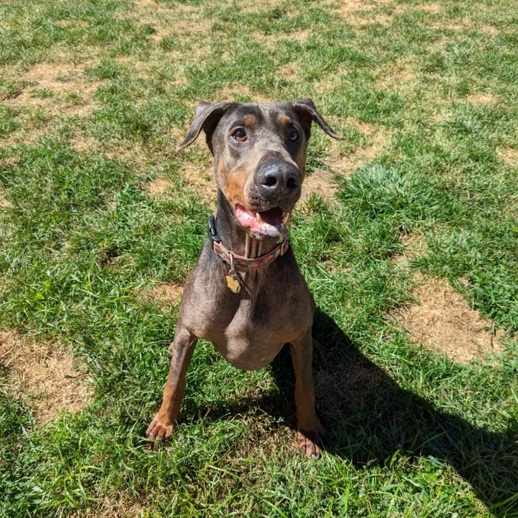 7627 King, an adoptable Doberman Pinscher in Sandown, NH, 03873 | Photo Image 3