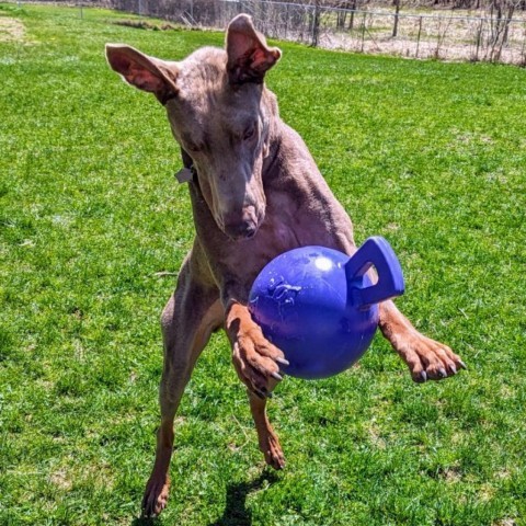 7621 Russell, an adoptable Doberman Pinscher in Sandown, NH, 03873 | Photo Image 1