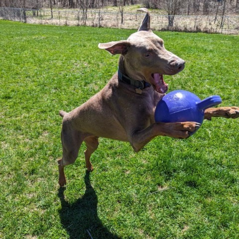 7621 Russell, an adoptable Doberman Pinscher in Sandown, NH, 03873 | Photo Image 2