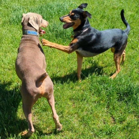 7621 Russell- I'm a SSNAP Dog, an adoptable Doberman Pinscher in Sandown, NH, 03873 | Photo Image 2