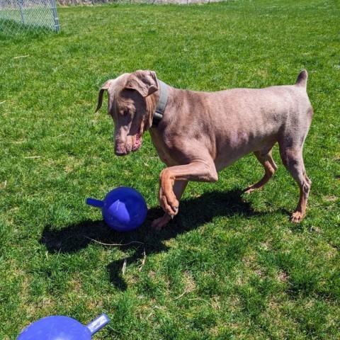 7621 Russell, an adoptable Doberman Pinscher in Sandown, NH, 03873 | Photo Image 3