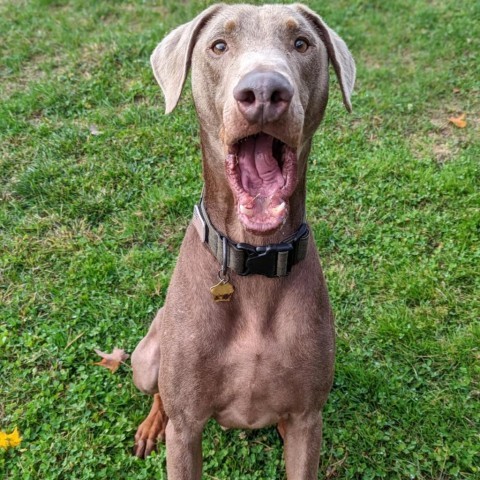 7621 Russell- I'm a SSNAP Dog, an adoptable Doberman Pinscher in Sandown, NH, 03873 | Photo Image 3