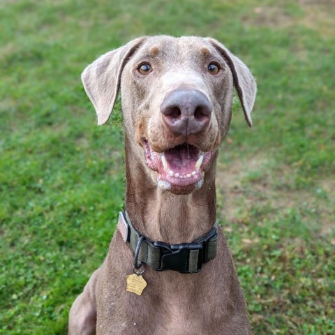 7621 Russell, an adoptable Doberman Pinscher in Sandown, NH, 03873 | Photo Image 4