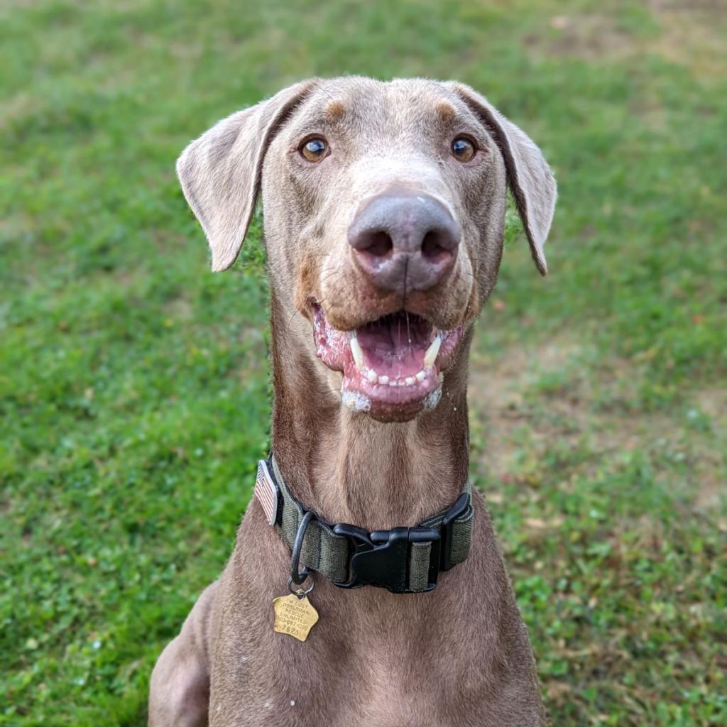 7621 Russell- I'm a SSNAP Dog, an adoptable Doberman Pinscher in Sandown, NH, 03873 | Photo Image 4