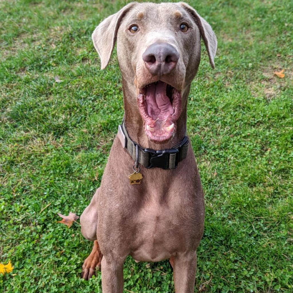 7621 Russell- I'm a SSNAP Dog, an adoptable Doberman Pinscher in Sandown, NH, 03873 | Photo Image 5