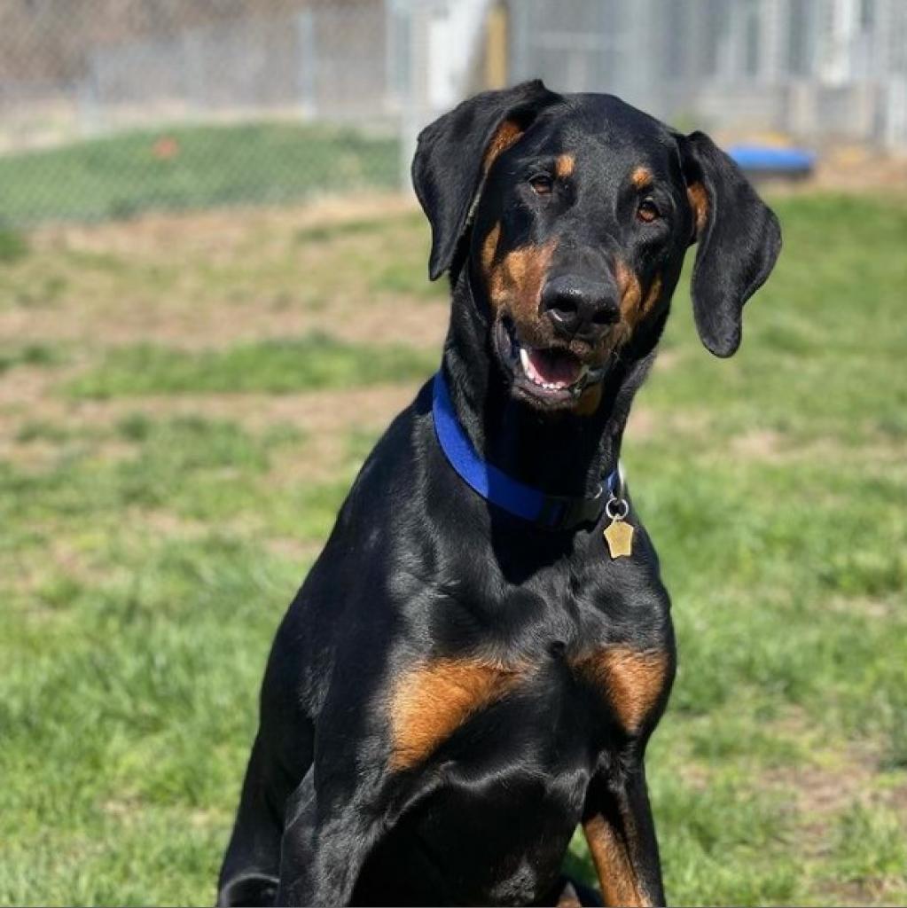 7586 Howard - I'm a SSNAP Dog, an adoptable Doberman Pinscher in Sandown, NH, 03873 | Photo Image 1