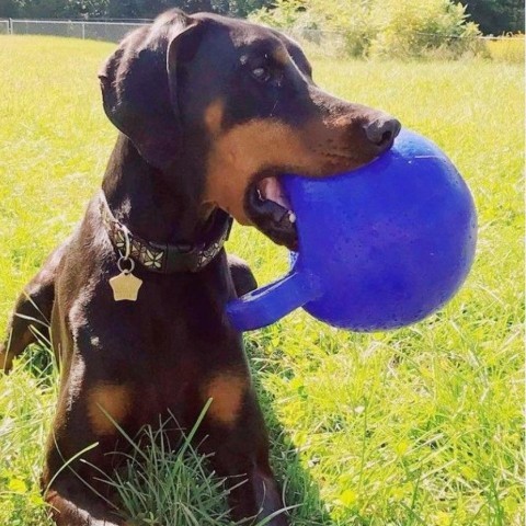 7536 Blitz - I'm a SSNAP Dog, an adoptable Doberman Pinscher in Sandown, NH, 03873 | Photo Image 1