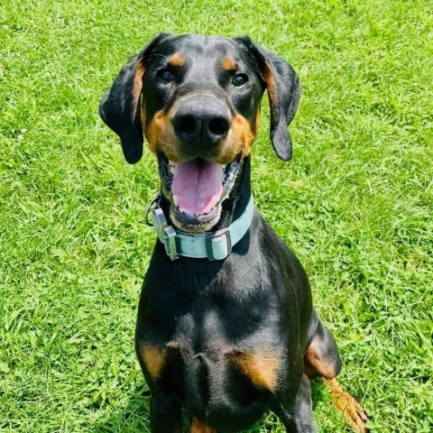 7536 Blitz - I'm a SSNAP Dog, an adoptable Doberman Pinscher in Sandown, NH, 03873 | Photo Image 2