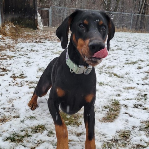 7536 Blitz - I'm a SSNAP Dog, an adoptable Doberman Pinscher in Sandown, NH, 03873 | Photo Image 2