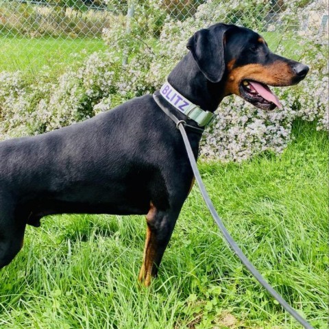 7536 Blitz - I'm a SSNAP Dog, an adoptable Doberman Pinscher in Sandown, NH, 03873 | Photo Image 3