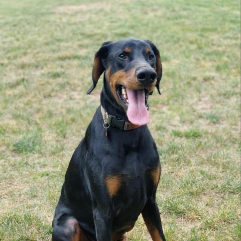 7536 Blitz - I'm a SSNAP Dog, an adoptable Doberman Pinscher in Sandown, NH, 03873 | Photo Image 4