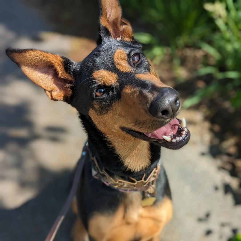 7637 Shotzie, an adoptable Doberman Pinscher in Sandown, NH, 03873 | Photo Image 1